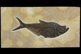 Fossil Fish (Diplomystus) On Beautiful Rock - Wyoming #143817-1